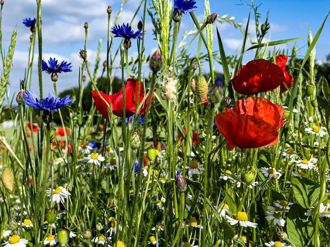 Symbolbild Garten und Außenanlage